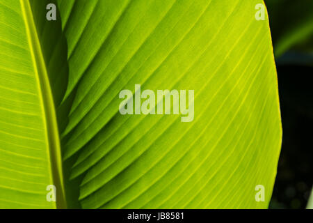 Close up de feuilles de banane contre la lumière du soleil Banque D'Images