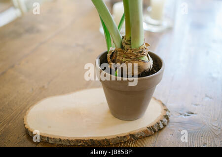 Dans l'ampoule de l'amaryllis grand pot sur une plaque de bois, hippeastrum Banque D'Images