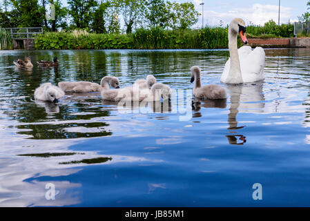 Femme cygne muet avec cinq 5 cygnets natation dans un lac Banque D'Images