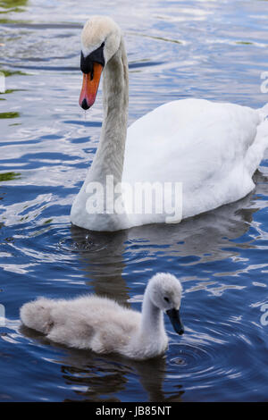 Femme cygne muet avec une cygnet natation dans un lac Banque D'Images