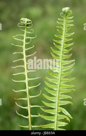 Fougère Blechnum spicant-dur Banque D'Images