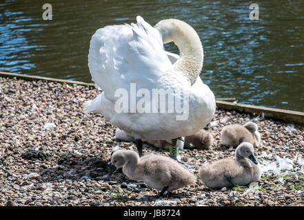 Close up of hot cygne muet, Cygnus olor, se lissant les plumes avec cygnets reposant par lac, Riccarton, Edinburgh, Ecosse, Royaume-Uni Banque D'Images