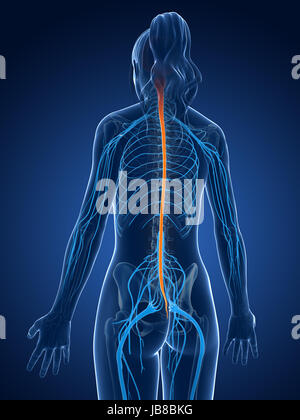 Rendu 3d illustration médicale - moelle épinière Banque D'Images