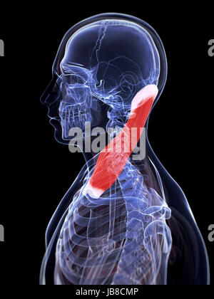 Rendu 3d illustration du muscle sterno-cléido-mastoïdien Banque D'Images