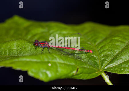 Libellule rouge se trouve sur une feuille verte Banque D'Images