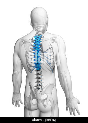 Illustration en rendu 3D - Colonne thoracique Banque D'Images