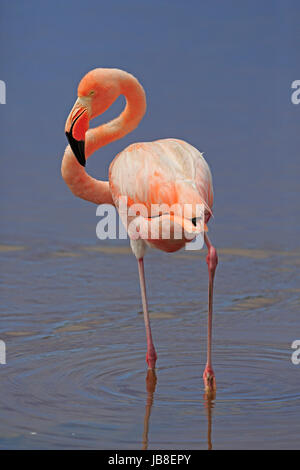 Qmerican Flamingo de Galápagos Banque D'Images