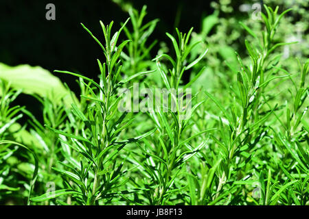 Bush de romarin dans le jardin Banque D'Images