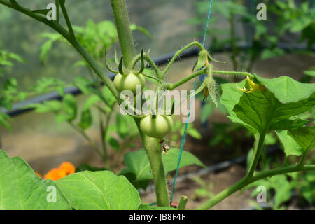 Les tomates qui poussent dans une serre d'accueil Banque D'Images