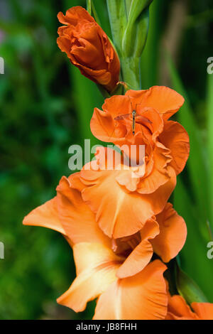 Sur moustique la belle fleur de lys orange Banque D'Images