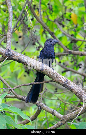 Ani à bec Smmoth ina arbre dans les Galapagos Banque D'Images
