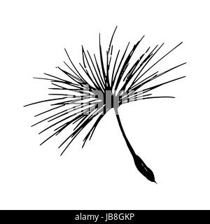 Croquis au crayon de graines de pissenlit. Logo floral vecteur Illustration de Vecteur