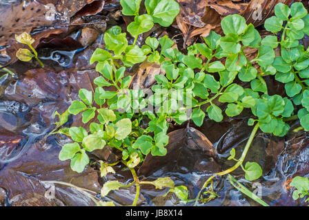 , Nasturtium officinale Brunnenkresse Banque D'Images