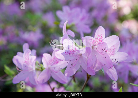 Fleurs de Printemps à l'Arboretum de Dallas Banque D'Images