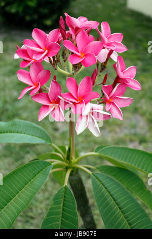 Superbe gros plan de fleurs de Plumeria tropical Frangipani ou plante à l'extérieur croissant en Floride dans la journée. Ces fleurs sont couramment utilisées dans la fabrication de leis, autrement connu sous le nom de guirlandes de fleurs. Banque D'Images