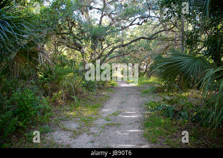 À la recherche d'un chemin ou partiellement envahi par la nature chemin de terre en Floride sub-tropical. Banque D'Images