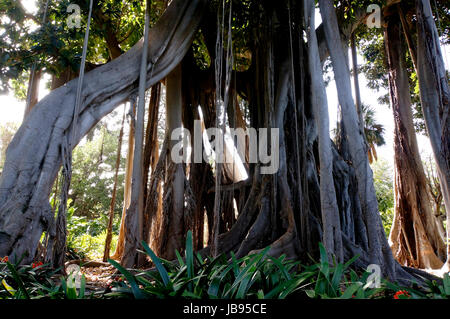 Grossblaettrige Feige, F, macrophylla f. columnaris (Ficus macrophylla ssp. columnaris, Ficus columnaris, F. macrophylla f. columnaris), Baumriese subspez (Ficus macrophylla.columnaris) mit zahlreichen, Luftwurzeln, Kanaren, Teneriffa, Puerto De La Cruz Banque D'Images