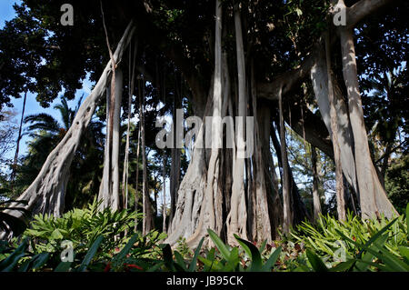 Grossblaettrige Feige, F, macrophylla f. columnaris (Ficus macrophylla ssp. columnaris, Ficus columnaris, F. macrophylla f. columnaris), Baumriese subspez (Ficus macrophylla.columnaris) mit zahlreichen, Luftwurzeln, Kanaren, Teneriffa, Puerto De La Cruz Banque D'Images