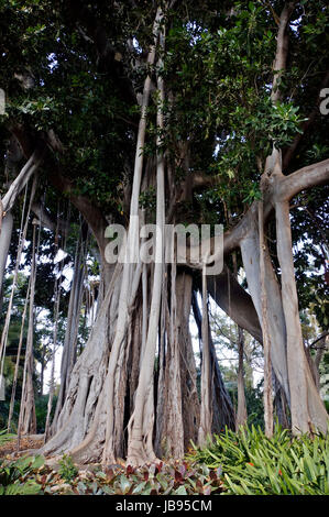 Grossblaettrige Feige, F, macrophylla f. columnaris (Ficus macrophylla ssp. columnaris, Ficus columnaris, F. macrophylla f. columnaris), Baumriese subspez (Ficus macrophylla.columnaris) mit zahlreichen, Luftwurzeln, Kanaren, Teneriffa, Puerto De La Cruz Banque D'Images