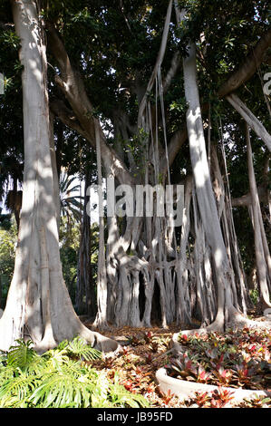 Grossblaettrige Feige, F, macrophylla f. columnaris (Ficus macrophylla ssp. columnaris, Ficus columnaris, F. macrophylla f. columnaris), Baumriese subspez (Ficus macrophylla.columnaris) mit zahlreichen, Luftwurzeln, Kanaren, Teneriffa, Puerto De La Cruz Banque D'Images