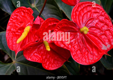 Grosse Flamingoblume Anthurie (Anthurium andreanum,), Puerto de la Cruz, Teneriffa, Kanaren Banque D'Images