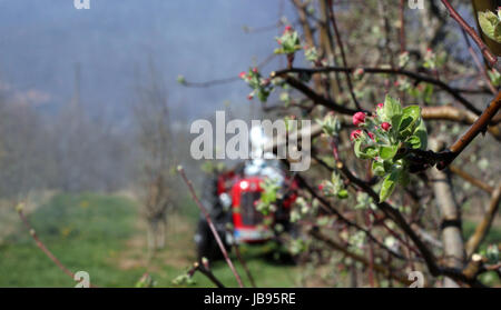 Insecticide sprays tracteur dans le verger juste avant floraison Banque D'Images