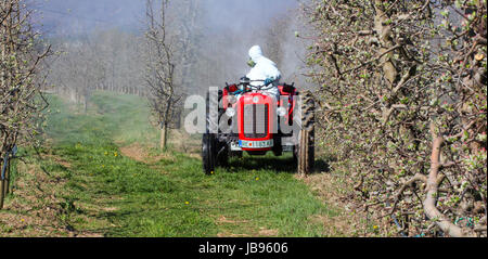 Insecticide sprays tracteur dans le verger juste avant floraison Banque D'Images