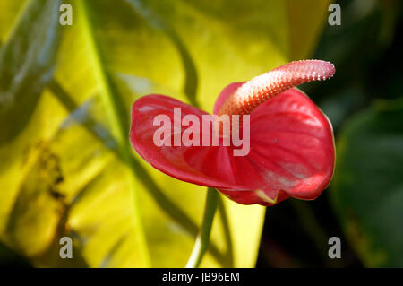 Grosse Flamingoblume Anthurie (Anthurium andreanum,), Puerto de la Cruz, Teneriffa, Kanaren Banque D'Images