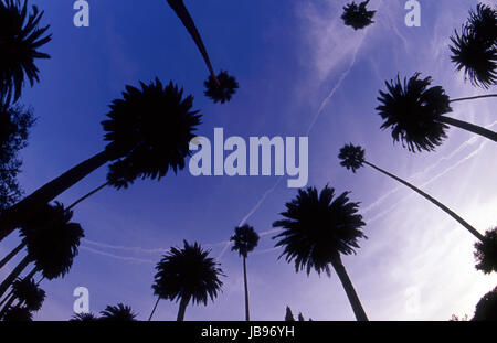 Palm tree lined rues de Los Angeles, CA Banque D'Images