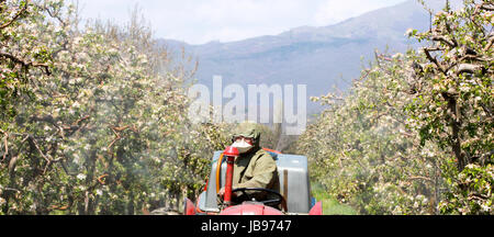 Insecticide sprays tracteur dans le verger, image d'un Banque D'Images