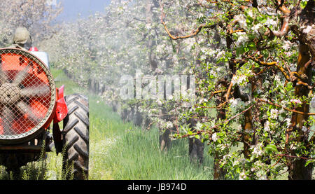 Insecticide sprays tracteur dans le verger, image d'un Banque D'Images