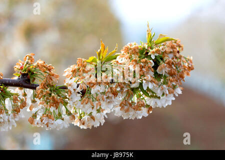 Cherry Blossom endommagées par le gel du matin dans la région de Prespa,macédoine,d'une iamge Banque D'Images