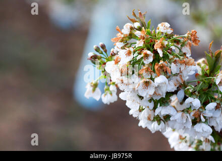 Cherry Blossom endommagées par le gel du matin dans la région de Prespa,macédoine,d'une iamge Banque D'Images