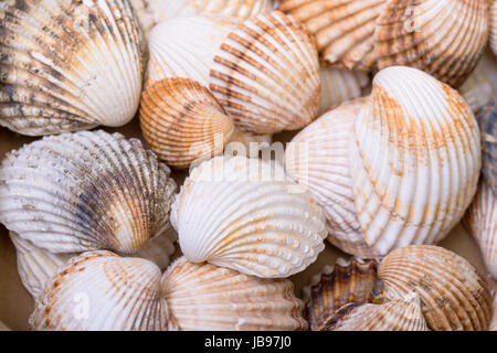 Texture de tas de coquillages, macro closeup Banque D'Images