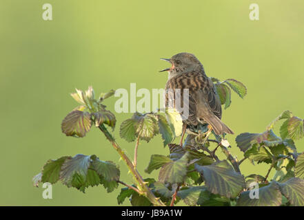 Nid- Prunella modularis en chanson. UK Banque D'Images