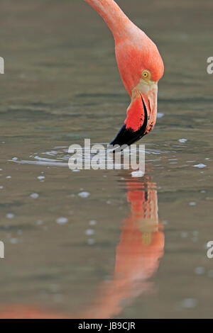 Head shot d'un American Flamingo de Galápagos Banque D'Images