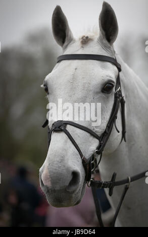 L'un des chevaux de l'Bicester et Whaddon Hunt. Les chevaux absolument impeccable et leur crinière tressée nouée. Boxing Day 2011 Banque D'Images