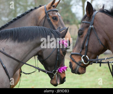 Le Bicester et Whaddon Boxing Day Hunt au Wilnslow, dans le Buckinghamshire. Photographié par Peter Greenway en utilisant un Canon 5D Mk2 le lendemain de Noël 2011. Banque D'Images