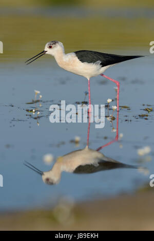 Black-winged Stilt (Himantopus himantopus) marcher dans l'eau peu profonde, de la réflexion, de l'Estrémadure, Espagne Banque D'Images