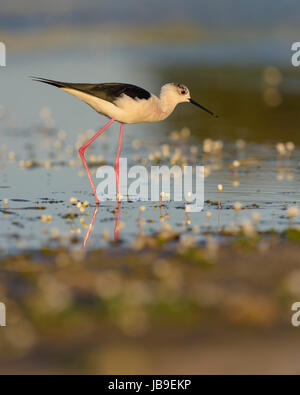 Black-winged Stilt (Himantopus himantopus) marcher dans l'eau peu profonde, l'Estrémadure, Espagne Banque D'Images