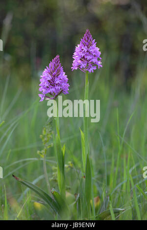 Anacamptis pyramidalis (orchidée pyramidale), la floraison, Orchideenparadies Acht, Moselle, Rhénanie-Palatinat, Allemagne Banque D'Images