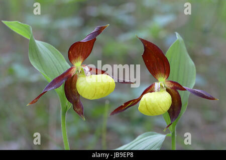 Yellow Lady's Slipper orchid (Cypripedium calceolus), fleurs, Thuringe, Allemagne Banque D'Images