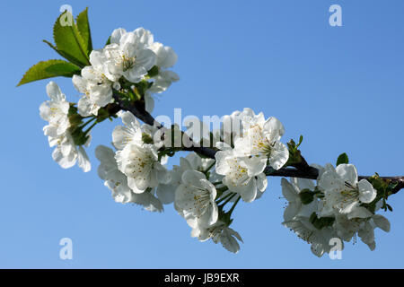 Les fleurs de cerisier (Cerasus), fleurs sur la branche, Bade-Wurtemberg Banque D'Images