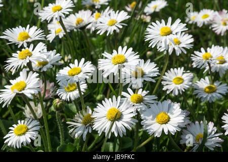 Pâquerettes (Bellis perennis), la floraison, Bade-Wurtemberg, Allemagne Banque D'Images