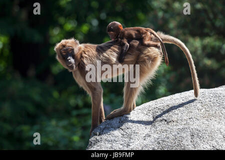 Ou gélada (Theropithecus Gelada babouin gélada), femme exerçant son jeune animal sur son dos, captive, l'occurrence de l'Ethiopie Banque D'Images