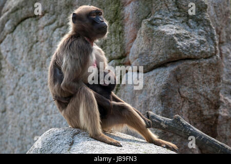 Ou gélada (Theropithecus Gelada babouin gélada), femme suckling jeune animal sur un rocher, captive, l'occurrence de l'Ethiopie Banque D'Images