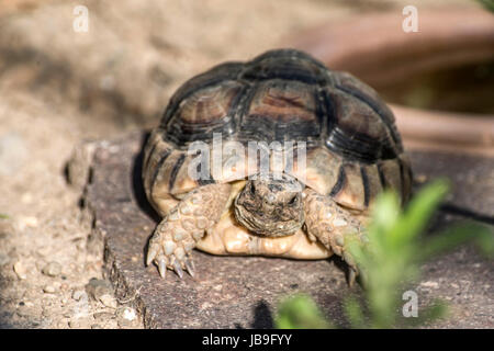 Tortue Testudo marginata'landturtle libre de la faune Banque D'Images
