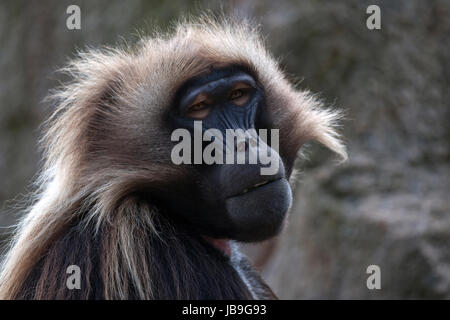 Ou gélada (Theropithecus Gelada babouin gélada), homme, portrait, l'occurrence de l'Ethiopie, captive, Allemagne Banque D'Images