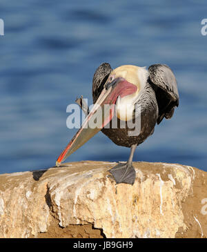 Pélican brun (Pelecanus occidentalis), sur la roche par l'eau, à l'éraflure, California, USA Banque D'Images