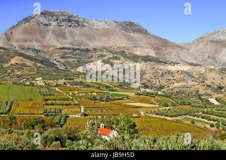 Vallée des vignes et d'oliviers à Héraklion, Crète, Grèce. Banque D'Images
